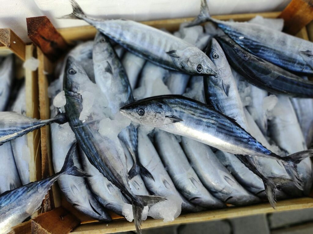 omega 3 mastne kyseliny